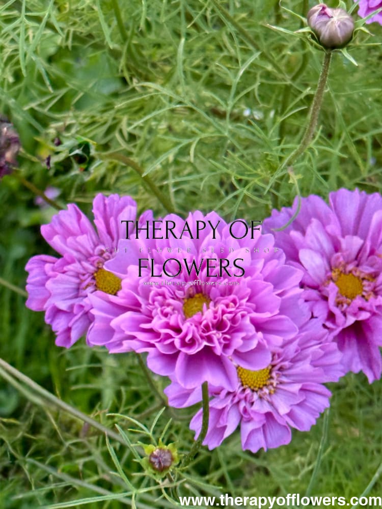 Cosmos bipinnatus Double Dutch Rose therapyofflowers.com