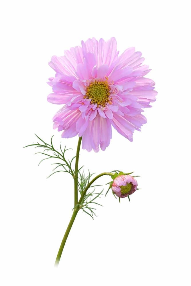 dutch rose seeds Cosmos bipinnatus Double Dutch Rose – therapyofflowers.com