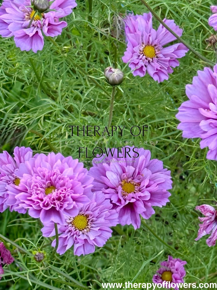 Cosmos bipinnatus Double Dutch Rose therapyofflowers.com