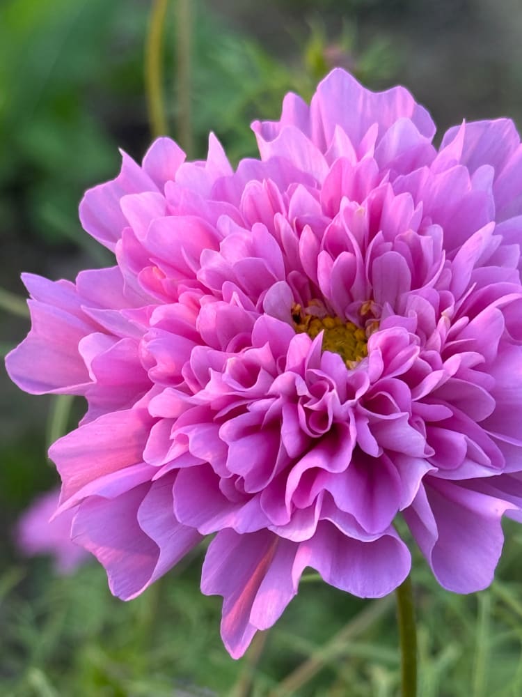 Cosmos bipinnatus Double Dutch Rose therapyofflowers.com