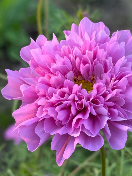 Cosmos bipinnatus Double Dutch Rose therapyofflowers.com