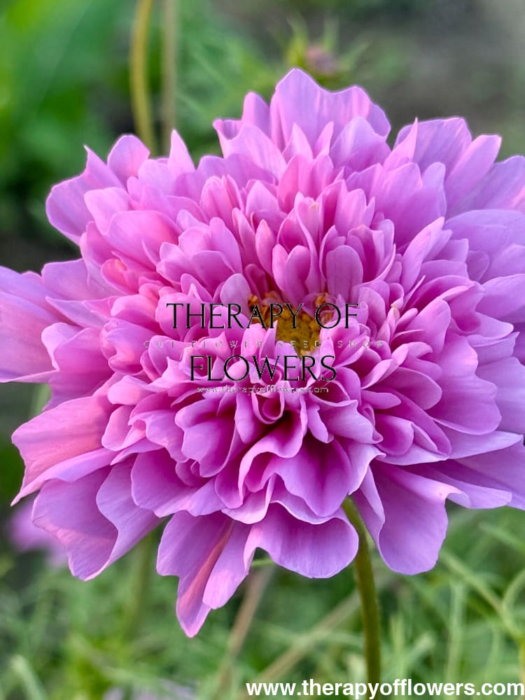 Cosmos bipinnatus Double Dutch Rose therapyofflowers.com