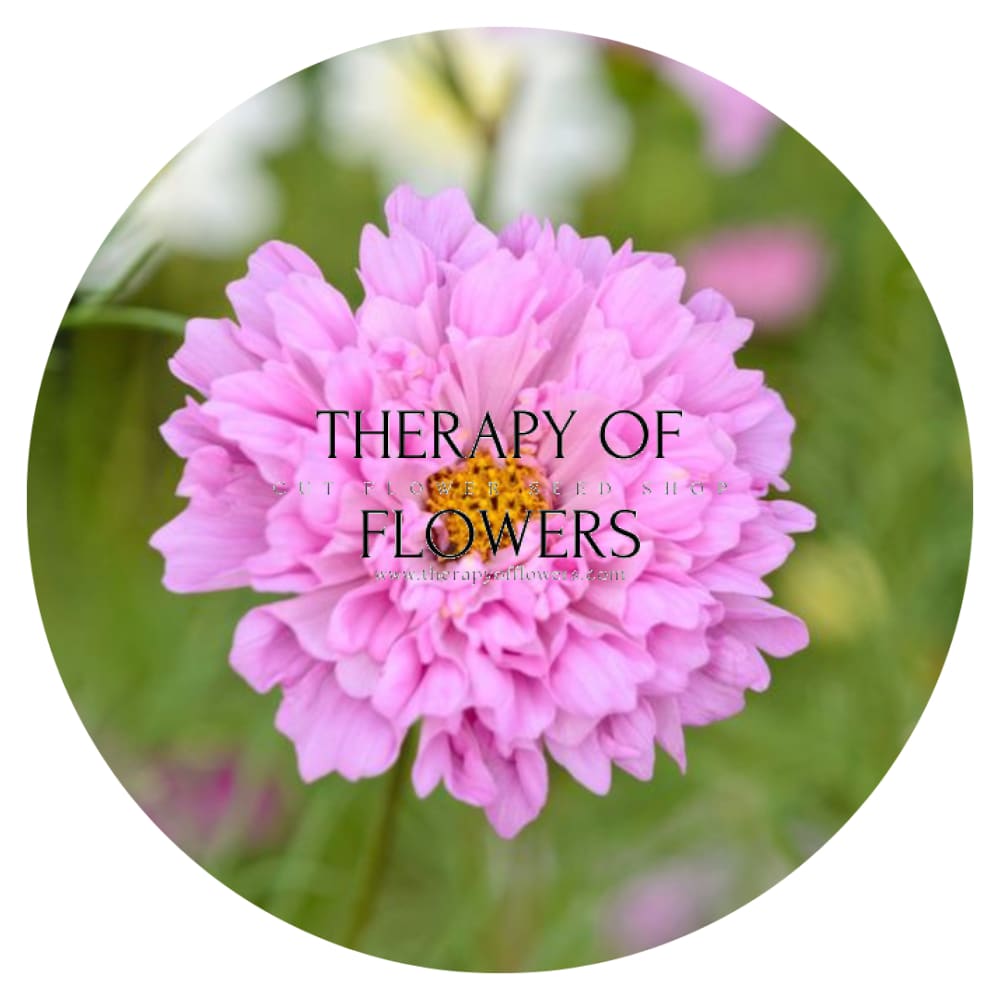 Cosmos bipinnatus Double Dutch Rose therapyofflowers.com