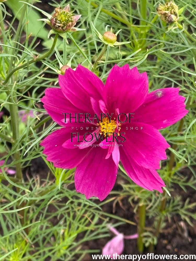 Cosmos bipinnatus Fandango therapyofflowers.com