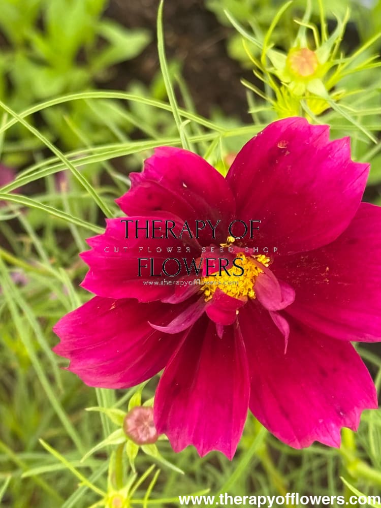 Cosmos bipinnatus Fandango therapyofflowers.com