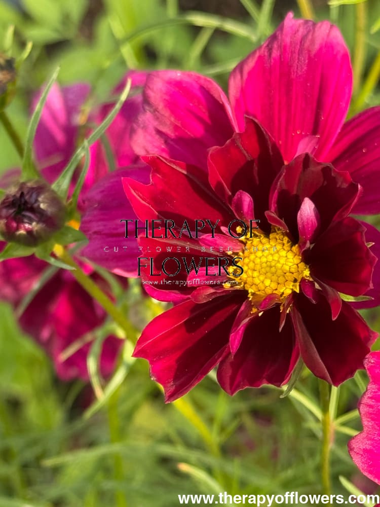 Cosmos bipinnatus Fandango therapyofflowers.com