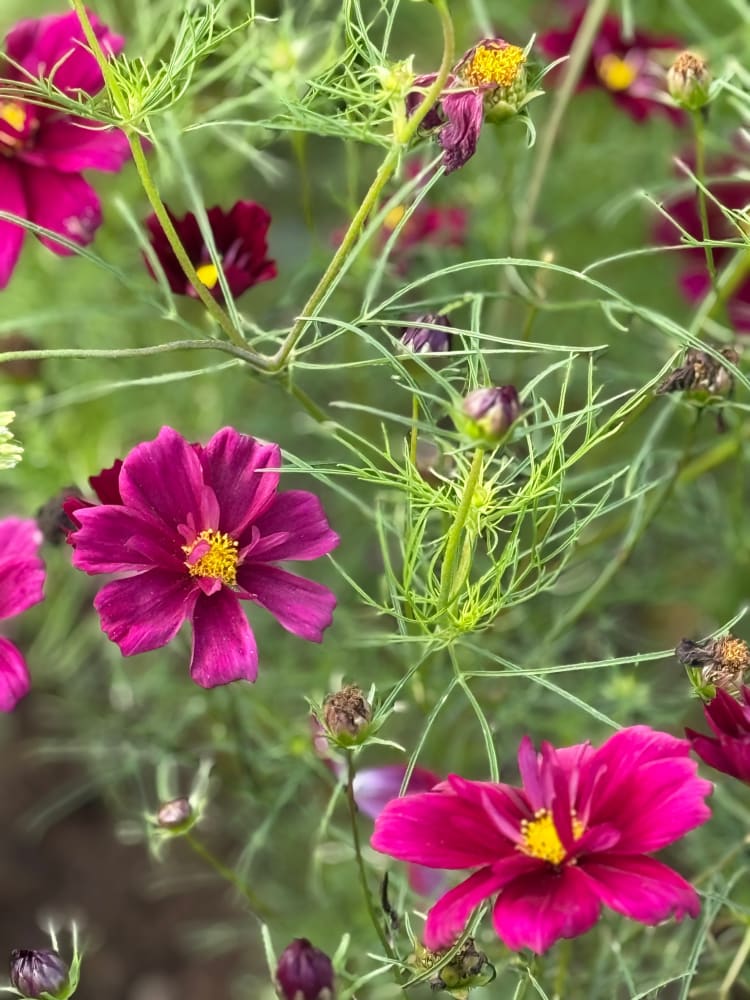 Cosmos bipinnatus Fandango therapyofflowers.com
