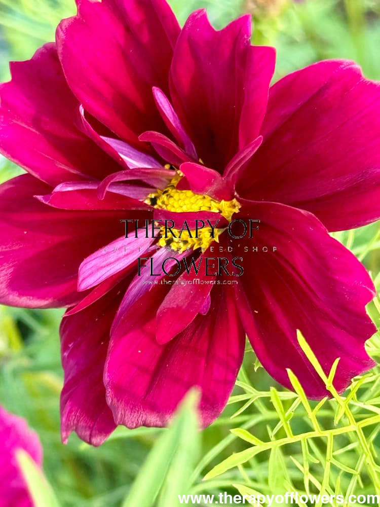 Cosmos bipinnatus Fandango therapyofflowers.com