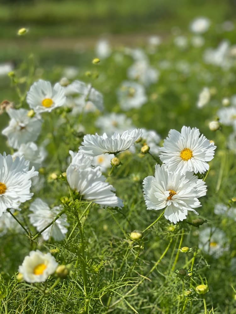 Cosmos bipinnatus Fizzy White therapyofflowers.com