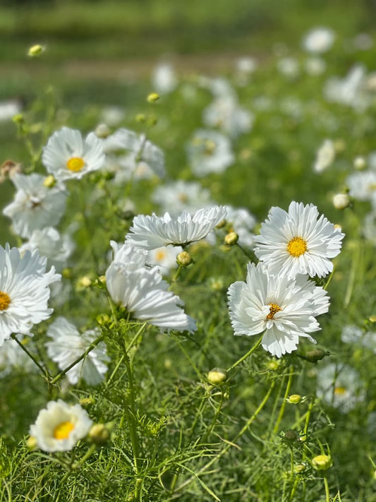 Cosmos bipinnatus Fizzy White therapyofflowers.com