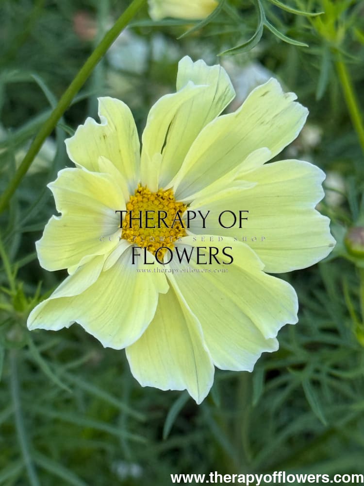 Cosmos bipinnatus Kiiro therapyofflowers.com