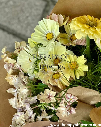 Cosmos bipinnatus Kiiro, soft yellow flowers