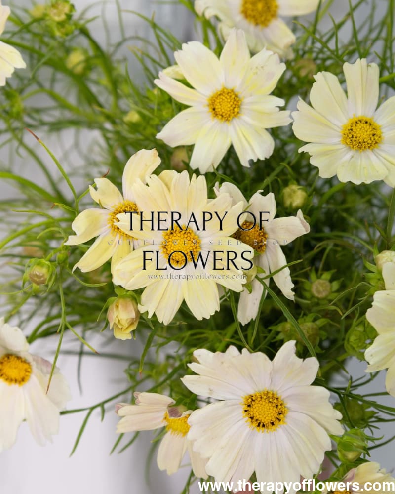 Cosmos bipinnatus Kiiro therapyofflowers.com