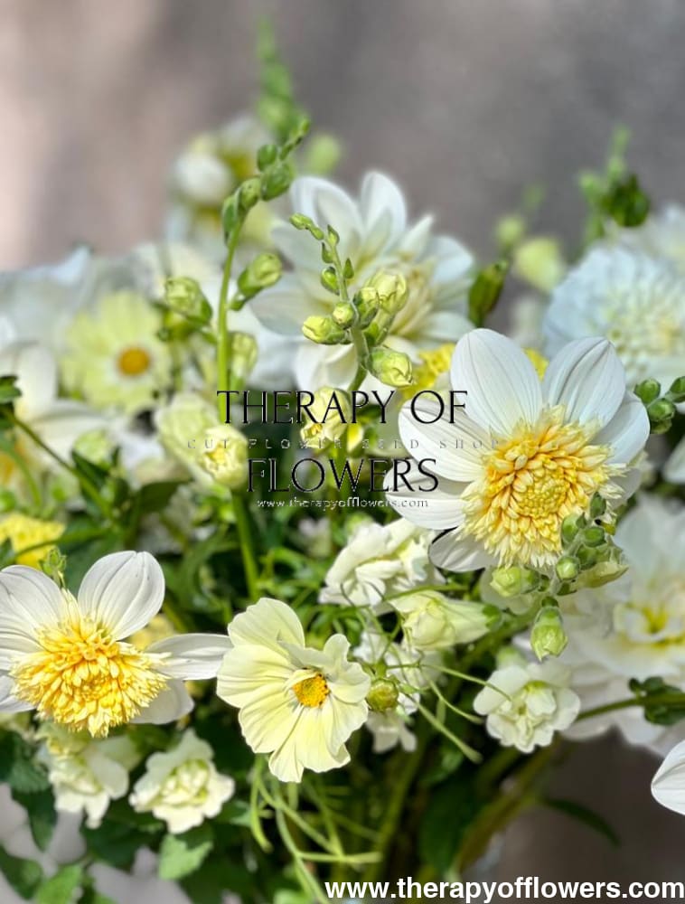 Cosmos bipinnatus Kiiro