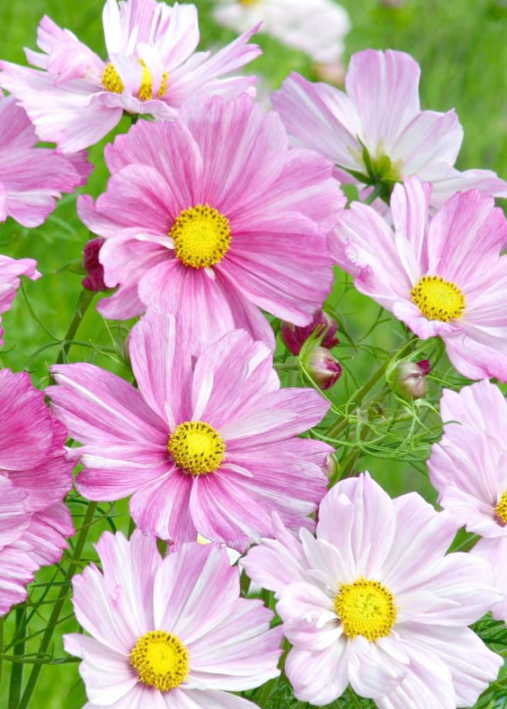 Cosmos bipinnatus Rosetta - 20 seeds / 90 cm - Seeds