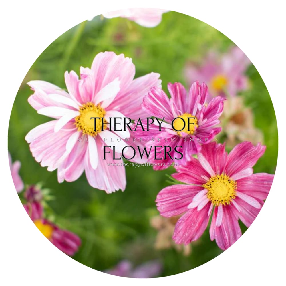 Cosmos bipinnatus Rosetta therapyofflowers.com