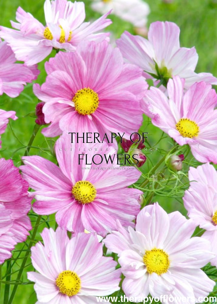 Cosmos bipinnatus Rosetta - 20 seeds / 90 cm - Seeds