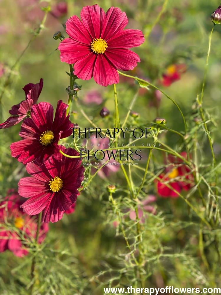 Cosmos bipinnatus Rubenza | Cut Flower therapyofflowers.com