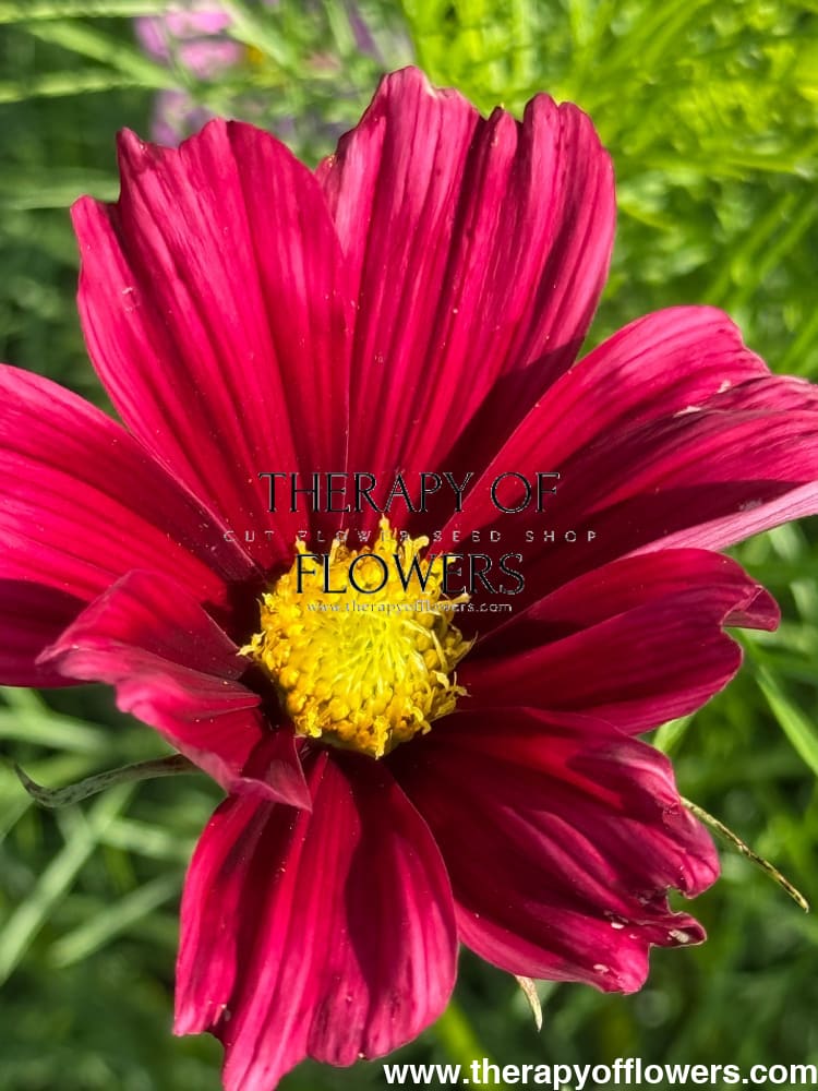 Cosmos bipinnatus Fandango therapyofflowers.com