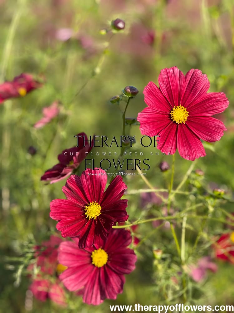 Cosmos bipinnatus Rubenza | Cut Flower therapyofflowers.com