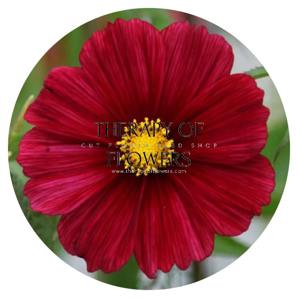 Cosmos bipinnatus Rubenza therapyofflowers.com