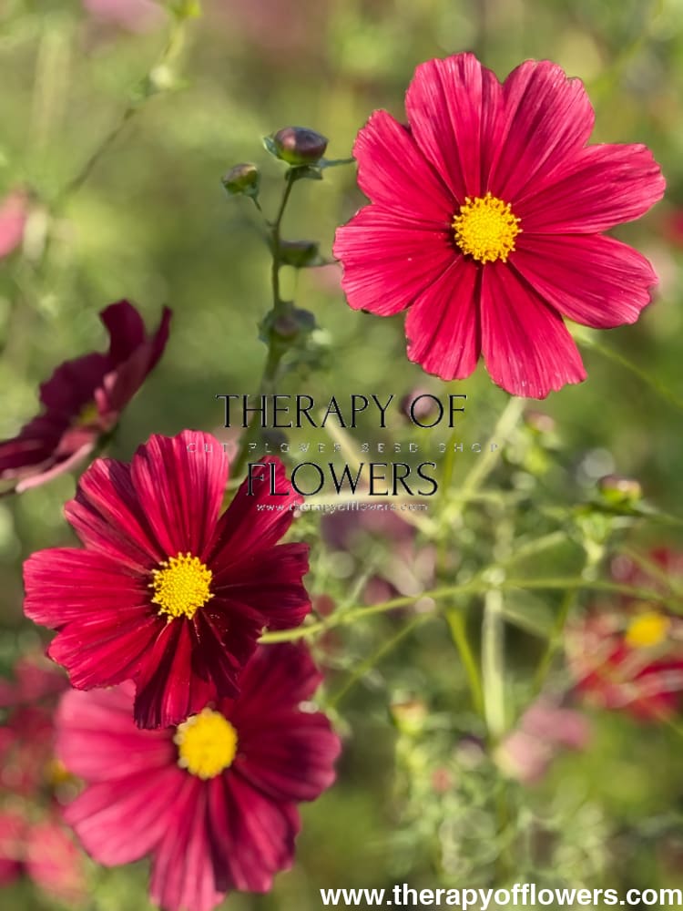 Cosmos bipinnatus Rubenza | Cut Flower therapyofflowers.com