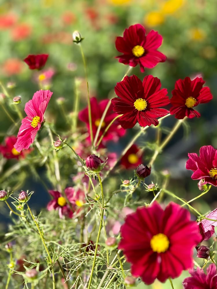 Cosmos bipinnatus Rubenza | Cut Flower therapyofflowers.com