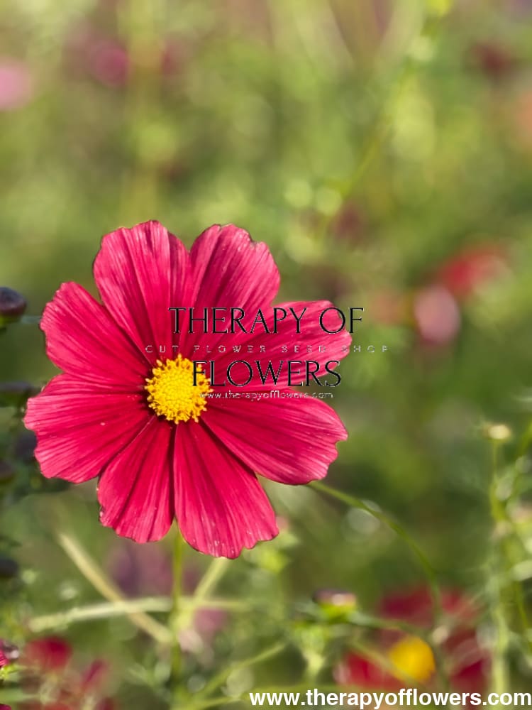 Cosmos bipinnatus Rubenza | Cut Flower therapyofflowers.com