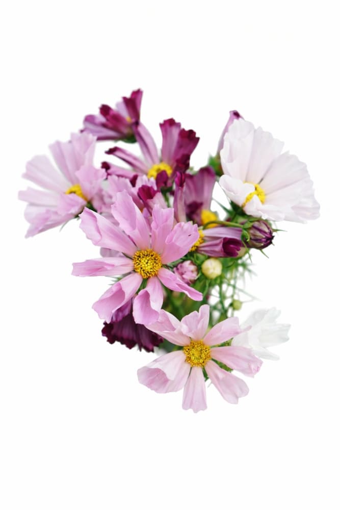 Cosmos bipinnatus Sea Shells mix therapyofflowers.com