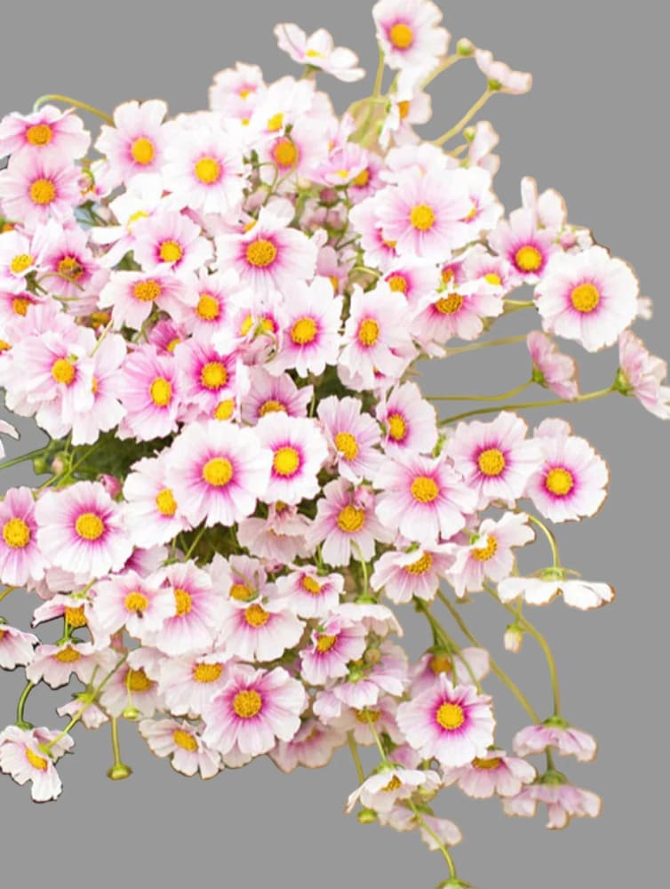 Cosmos bipinnatus Sensation Day Dream | Palest pink blooms therapyofflowers.com