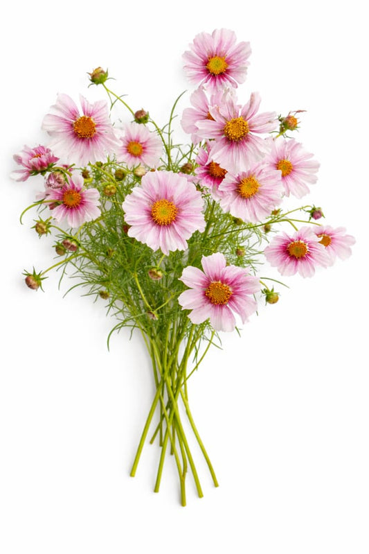 Cosmos bipinnatus Sensation Day Dream | Palest pink blooms - 0.5 gram / 100 cm / Palest pink - seeds