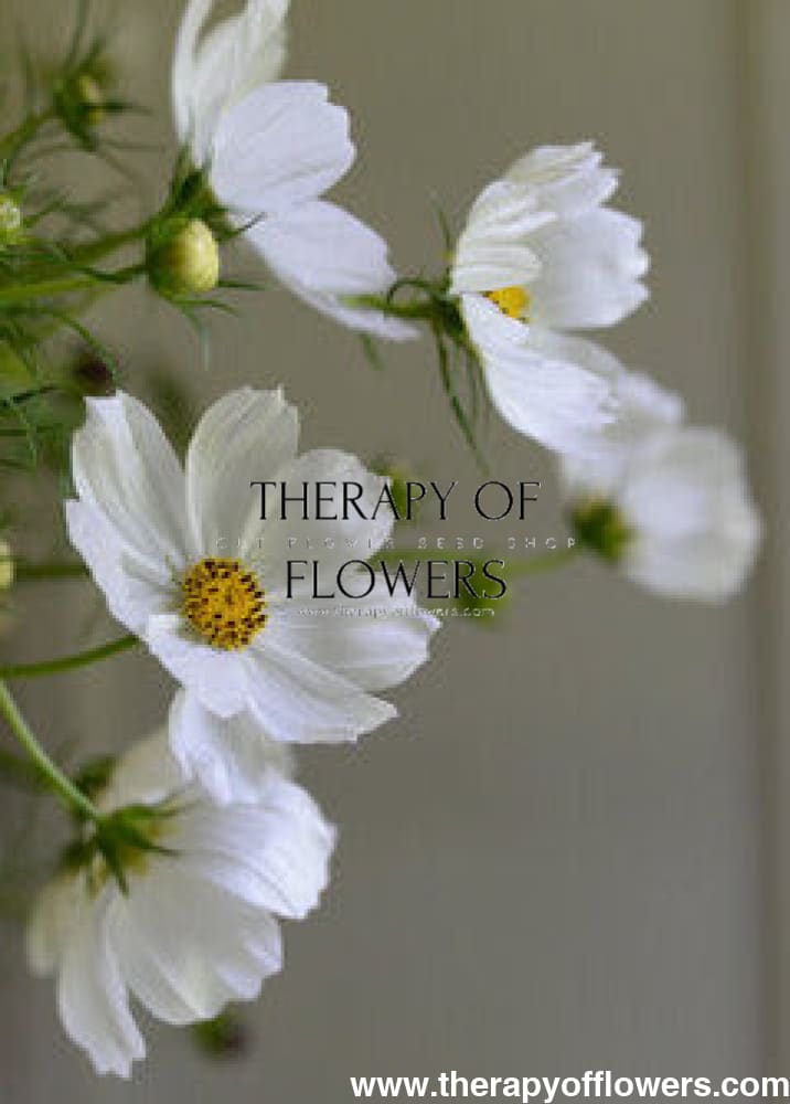 Cosmos bipinnatus ‘Sensation Purity’ | White Cosmos | Strong stems therapyofflowers.com