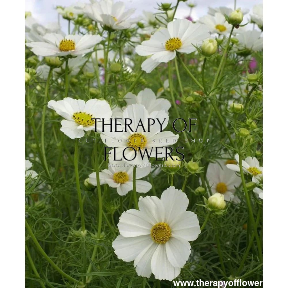 Cosmos bipinnatus Sensation Purity therapyofflowers.com