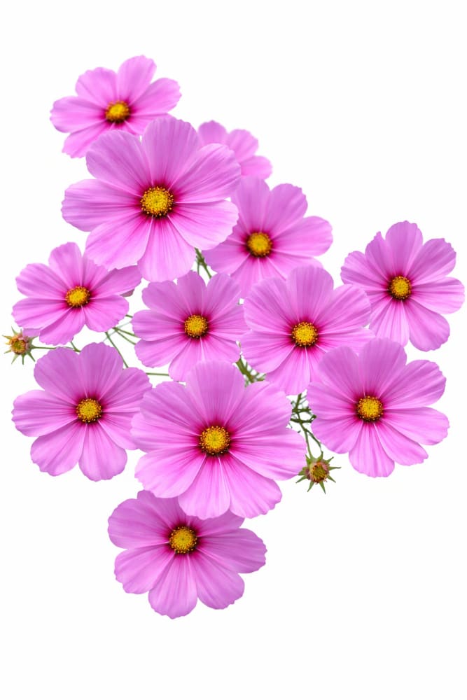 Cosmos bipinnatus Sonata™ Pink Blush | Compact Pot Flower - 20 seeds / 61 cm / Pink Blush - seeds