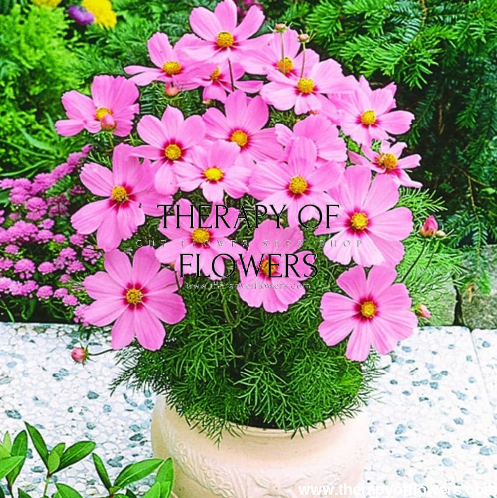 Cosmos bipinnatus Sonata Pink therapyofflowers.com