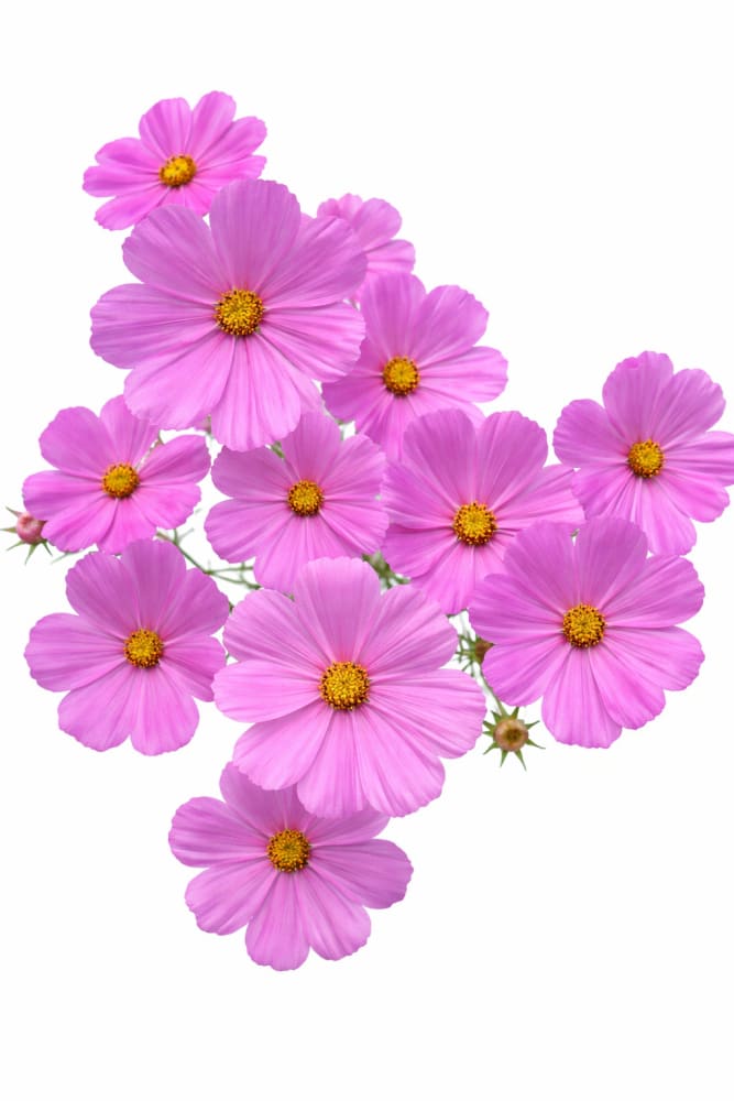 Cosmos bipinnatus Sonata™ Pink | Compact Pot Flower - 20 seeds / 61 cm - seeds