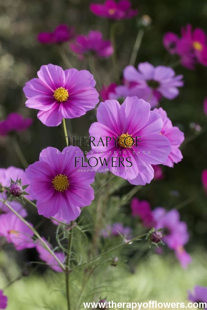 Cosmos bipinnatus Sonata Pink therapyofflowers.com