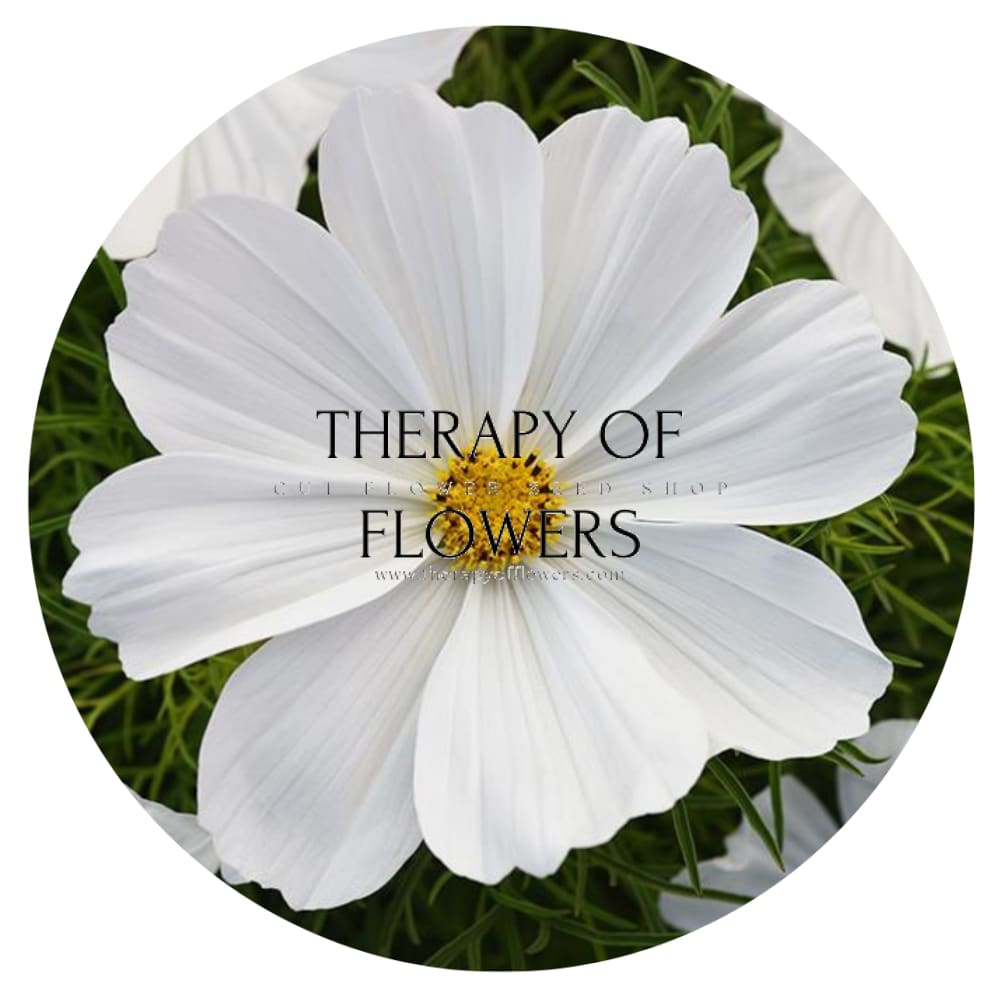 Cosmos bipinnatus Sonata White therapyofflowers.com
