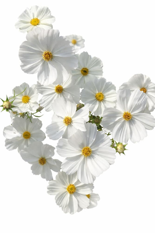 Cosmos bipinnatus Sonata™ White | Compact Pot Flower - 20 seeds / 61 cm - seeds