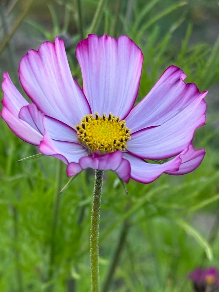 Cosmos bipinnatus Tip Top Picotee therapyofflowers.com