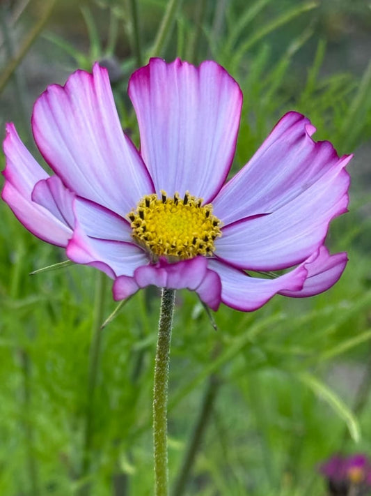 Cosmos bipinnatus Tip Top Picotee therapyofflowers.com