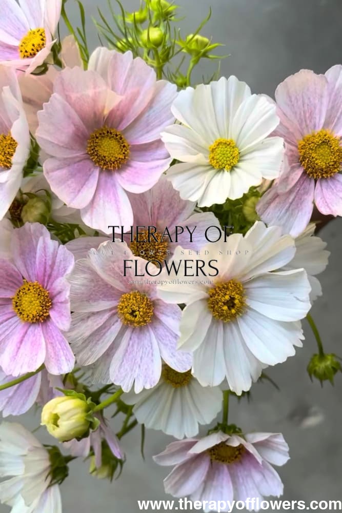 Cosmos bipinnatus Tetra Flush | White with rose blush therapyofflowers.com