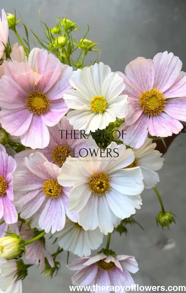 Cosmos bipinnatus Tetra Flush | White with rose blush therapyofflowers.com