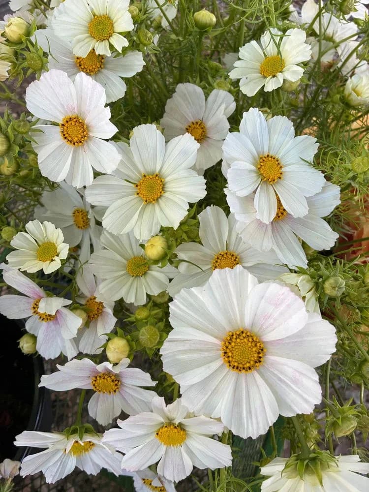 Cosmos bipinnatus ‘Versailles Tetra Flush’ | White with Rose Blush | Elegant Cut Flower therapyofflowers.com