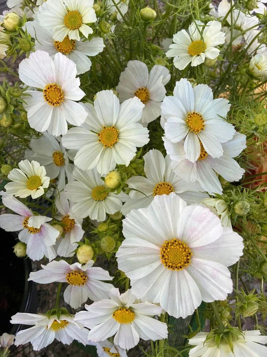 Cosmos bipinnatus ‘Versailles Tetra Flush’ | White with Rose Blush | Elegant Cut Flower therapyofflowers.com