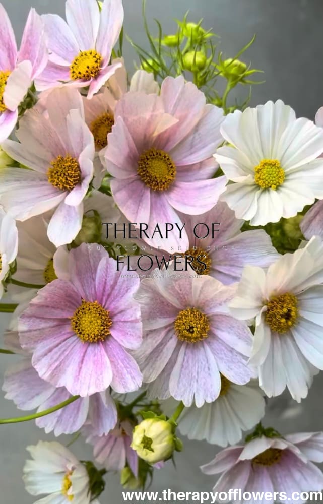 Cosmos bipinnatus Tetra Flush | White with rose blush therapyofflowers.com