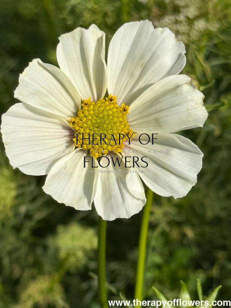 Cosmos bipinnatus Versailles White | Cut flower Cosmos therapyofflowers.com