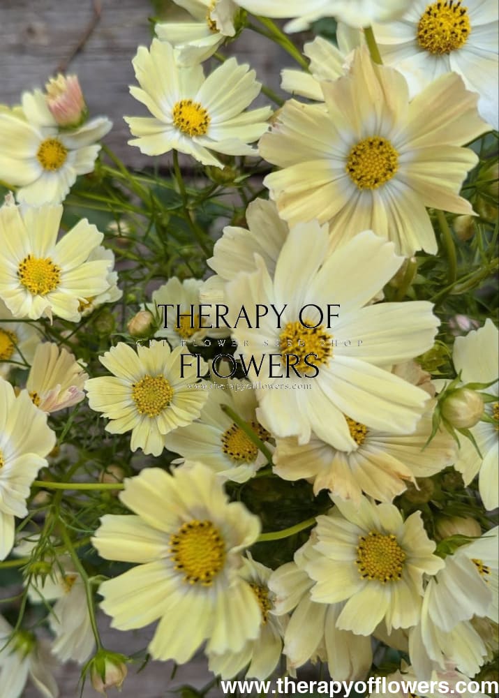 Cosmos bipinnatus Xanthos therapyofflowers.com