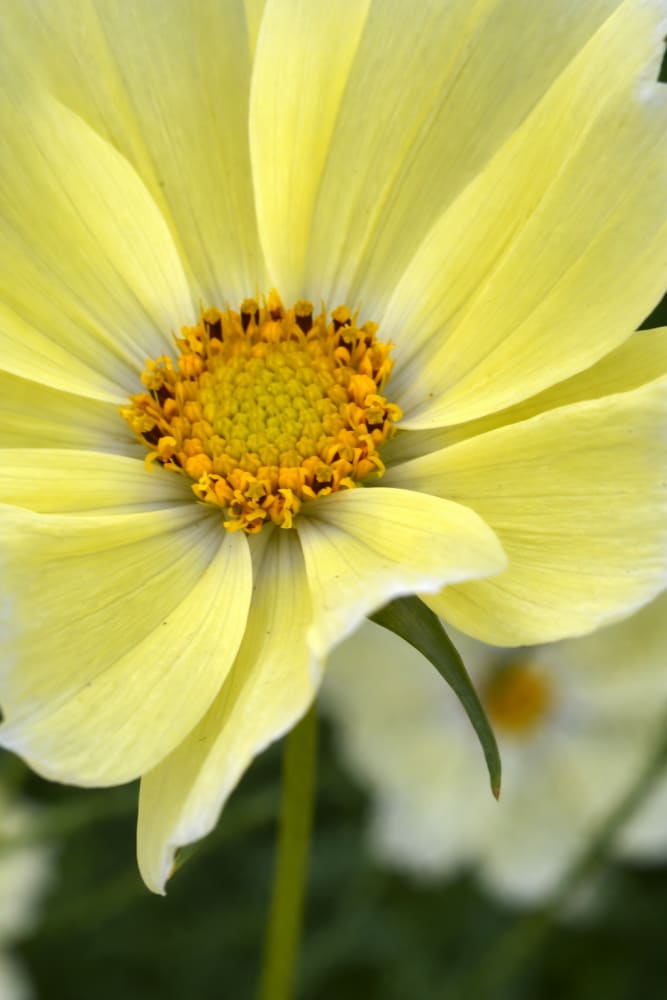 Cosmos bipinnatus ‘Xanthos’ | Soft Yellow Cosmos | Compact Cut Flower Variety - 20 seeds / 50–60 cm / soft yellow
