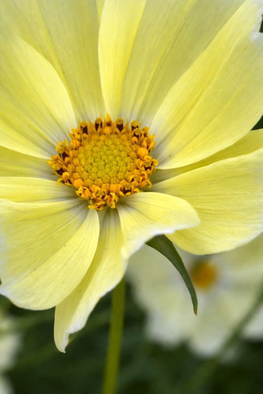 Cosmos bipinnatus ‘Xanthos’ | Soft Yellow Cosmos | Compact Cut Flower Variety - 20 seeds / 50–60 cm / soft yellow